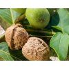 Ořešák 'Apollo'  Juglans regia 'Apollo'