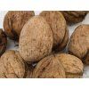 Ořešák 'Bohumil'  Juglans regia 'Bohumil'
