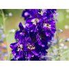 Delphinium 'Pacific Serie Black Knight' (1)