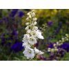 Delphinium 'Pacific Serie Galahad' (2)