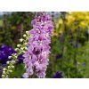 Delphinium 'Magic Fountains Deep Rose White Bee' (1)