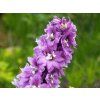 Delphinium 'Magic Fountains Deep Rose White Bee' (2)