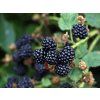 Ostružiník 'Black Satin'  Rubus fruticosus 'Black Satin'