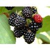 Ostružiník 'Dirksen Thornless'  Rubus fruticosus 'Dirksen Thornless'