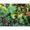 Ostružiník 'Dirksen Thornless'  Rubus fruticosus 'Dirksen Thornless'