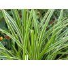 Ostřice japonská  'Variegata' - Carex morrowii 'Variegata'  Carex morrowii 'Variegata'