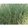 Ozdobnice čínská 'Cosmopolitan' - Miscanthus sinensis var. condensatus 'Cosmpolitan'  Miscanthus sinensis var. condensatus 'Cosmpolitan'