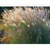 Ozdobnice čínská 'Gracilimus' - Miscanthus sinensis 'Gracilimus'  Miscanthus sinensis 'Gracilimus'
