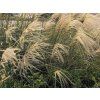 Ozdobnice čínská 'Gracilimus' - Miscanthus sinensis 'Gracilimus'  Miscanthus sinensis 'Gracilimus'