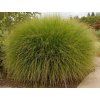 Ozdobnice čínská 'Gracilimus' - Miscanthus sinensis 'Gracilimus'  Miscanthus sinensis 'Gracilimus'