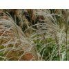 Ozdobnice čínská 'Graziella'  Miscanthus sinensis 'Graziella'