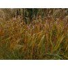 Ozdobnice čínská 'Nishidake' - Miscanthus sinensis 'Nishidake'  Miscanthus sinensis 'Nishidake'