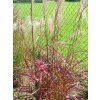 Ozdobnice čínská 'Roter Pfeil' - Miscanthus sinensis 'Roter Pfeil'  Miscanthus sinensis 'Roter Pfeil'