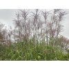 Ozdobnice obrovská - Miscanthus floridulus  Miscanthus floridulus