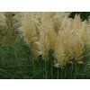 Pampová tráva 'Pumila' - Cortaderia seloana 'Pumila'  Cortaderia seloana 'Pumila'
