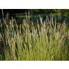 55191 pechava podzimni sesleria autumnalis