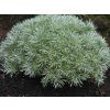 Pelyněk Schmidtův 'Silver Mound' - Artemisia schmidtiana 'Silver Mound'  Artemisia schmidtiana 'Silver Mound'