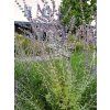 Perovskie lebedolistá 'Blue Spire' - Perovskia atriplicifolia 'Blue Spire'  Perovskia atriplicifolia 'Blue Spire'