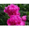 Pivoňka čínská 'Amabilis' - Paeonia lactiflora 'Amabilis'  Paeonia lactiflora 'Amabilis'