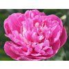 Pivoňka čínská 'Amabilis' - Paeonia lactiflora 'Amabilis'  Paeonia lactiflora 'Amabilis'