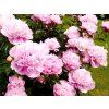 Pivoňka čínská 'Barbara' - Paeonia lactiflora 'Barbara'  Paeonia lactiflora 'Barbara'