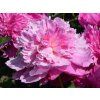 Pivoňka čínská 'Barbara' - Paeonia lactiflora 'Barbara'  Paeonia lactiflora 'Barbara'