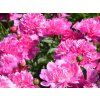 Pivoňka čínská 'Barbara' - Paeonia lactiflora 'Barbara'  Paeonia lactiflora 'Barbara'