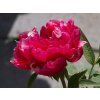Paeonia suffruticosa 'Nichigetsu Nishiki' (2)