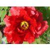Pivoňka dřevitá 'Taiyo'  Paeonia suffruticosa 'Taiyo'