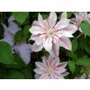 Plamének 'Andromeda'  Clematis 'Andromeda'