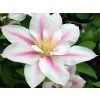 Plamének 'Andromeda'  Clematis 'Andromeda'