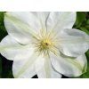 55692 1 plamenek guernsey cream