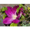Clematis Change of Heart
