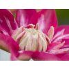 Plamének 'Kaiser'  Clematis 'Kaiser'