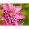Plamének 'Kaiser'  Clematis 'Kaiser'