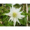 Plamének 'Lemon Dream'  Clematis 'Lemon Dream'