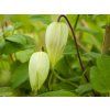 Plamének 'Lemon Dream'  Clematis 'Lemon Dream'
