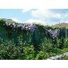 Plamének 'Skyfall'  Clematis 'Skyfall'