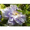 Clematis Skyfall (2)