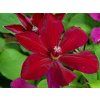 Plamének 'Solidarnosc'  Clematis 'Solidarnosc'