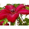 Plamének 'Solidarnosc'  Clematis 'Solidarnosc'