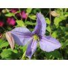Plamének 'Emilia Plater'  Clematis 'Emilia Plater'