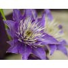 Plamének 'Multi Blue'  Clematis 'Multi Blue'