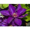 Clematis Multi Blue (3)