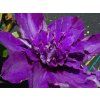 Clematis Multi Blue (1)