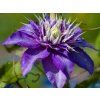 Plamének 'Multi Blue'  Clematis 'Multi Blue'
