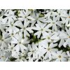 Plaménka šídlovitá 'Maischnee' - Phlox subulata 'Maischnee'  Phlox subulata 'Maischnee'