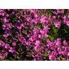 56163 plamenka sidlovita zwergenteppich phlox subulata zwergenteppich