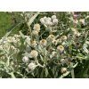 56256 1 plesnivka perlova anaphalis margaritacea
