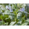 Plicník 'Moonshine'  - Pulmonaria 'Moonshine'  Pulmonaria 'Moonshine'